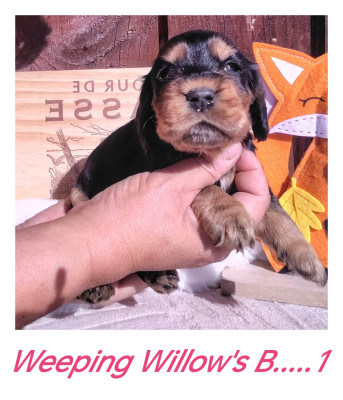 Chiot N°2