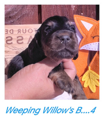 Chiot N°6