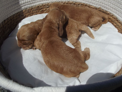 CHIOT