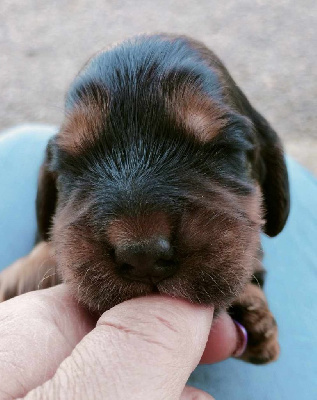 CHIOT 3