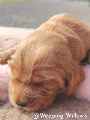 CHIOT 4