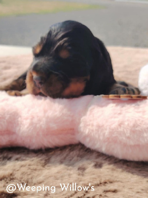 CHIOT 1