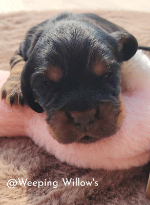 CHIOT 5