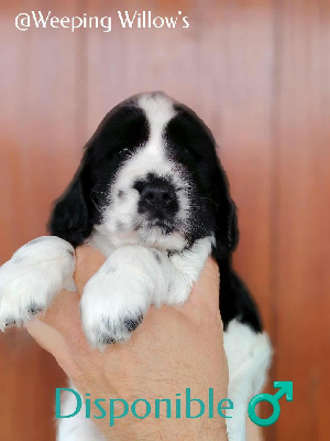CHIOT