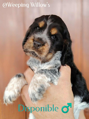CHIOT
