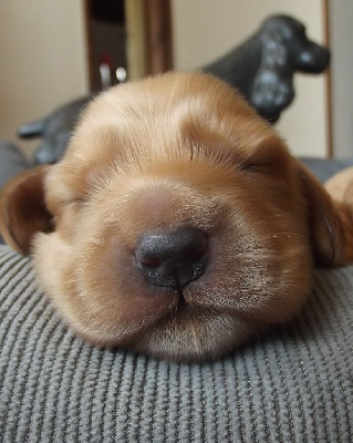 CHIOT 2