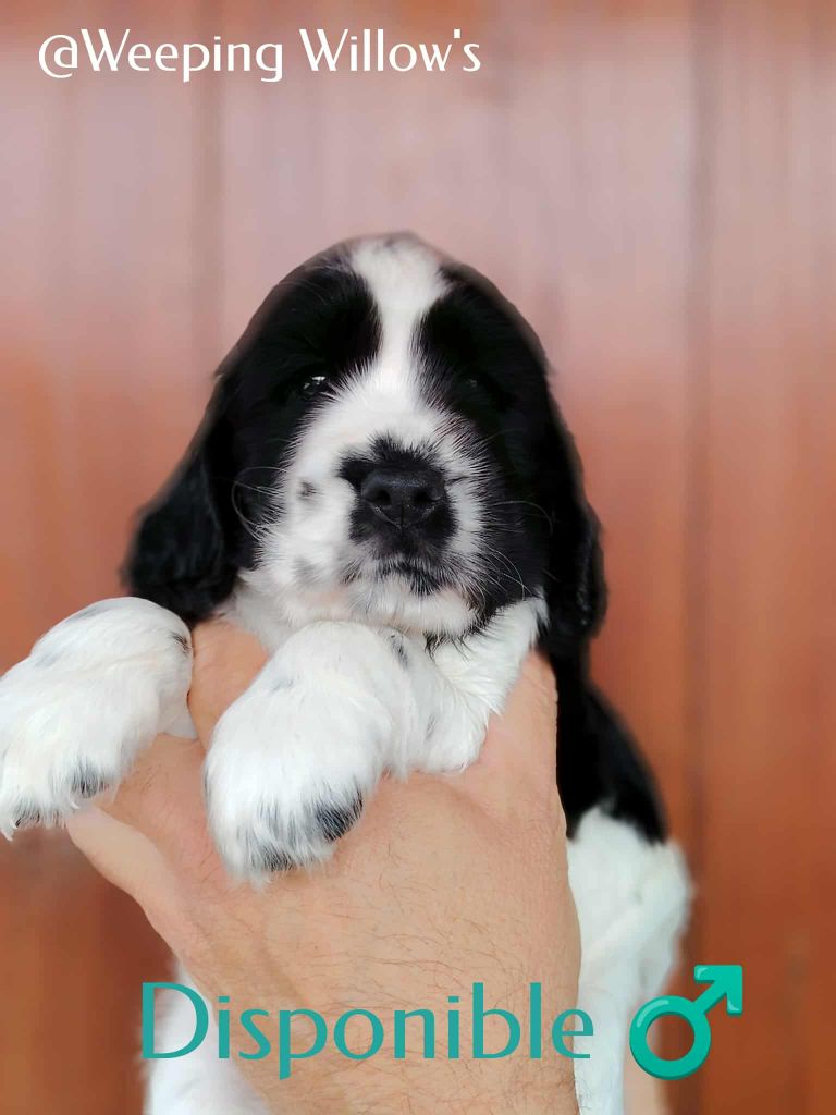 Weeping Willows - Chiots disponibles - Cocker Spaniel Anglais