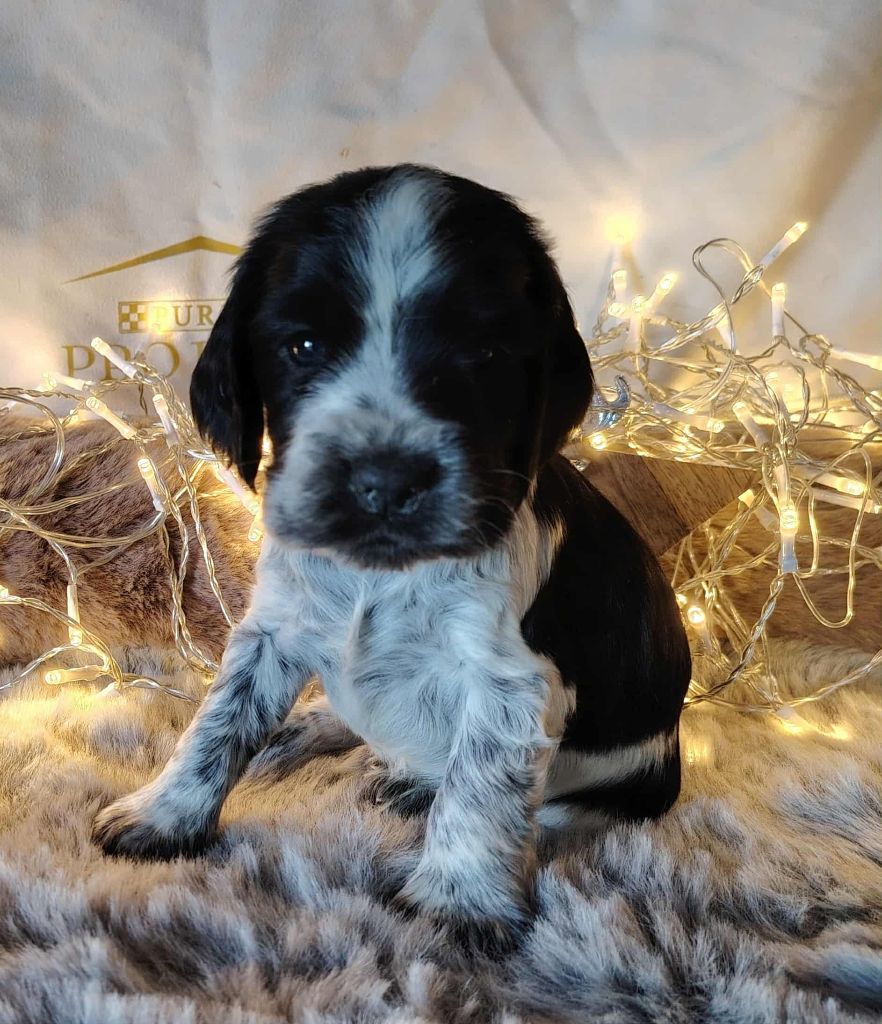 Weeping Willows - Chiots disponibles - Cocker Spaniel Anglais