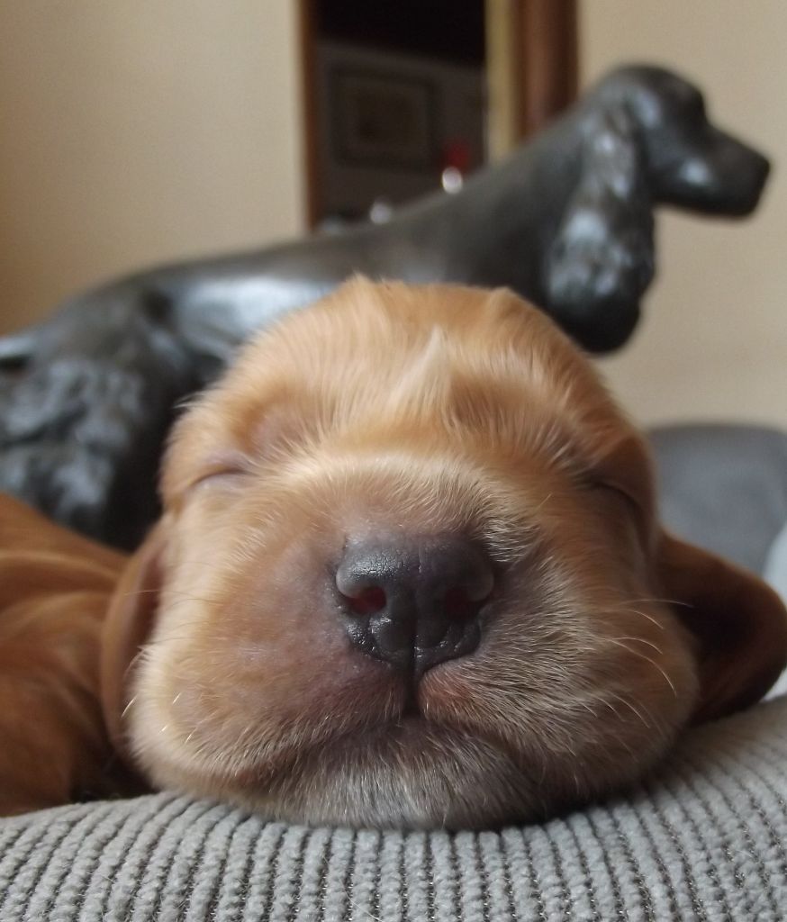 Weeping Willows - Chiots disponibles - Cocker Spaniel Anglais