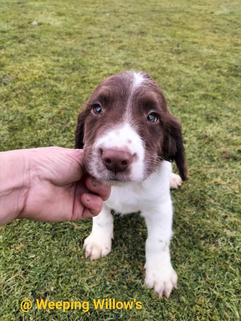 Weeping Willows - Chiots disponibles - English Springer Spaniel