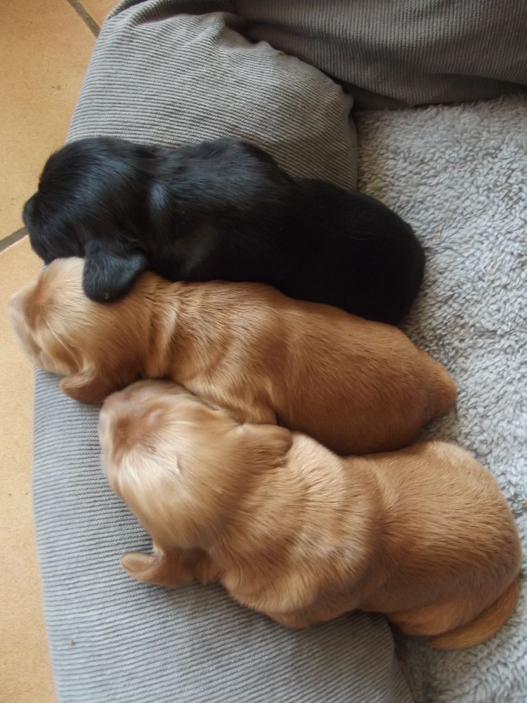 Chiot Cocker Spaniel Anglais Weeping Willows